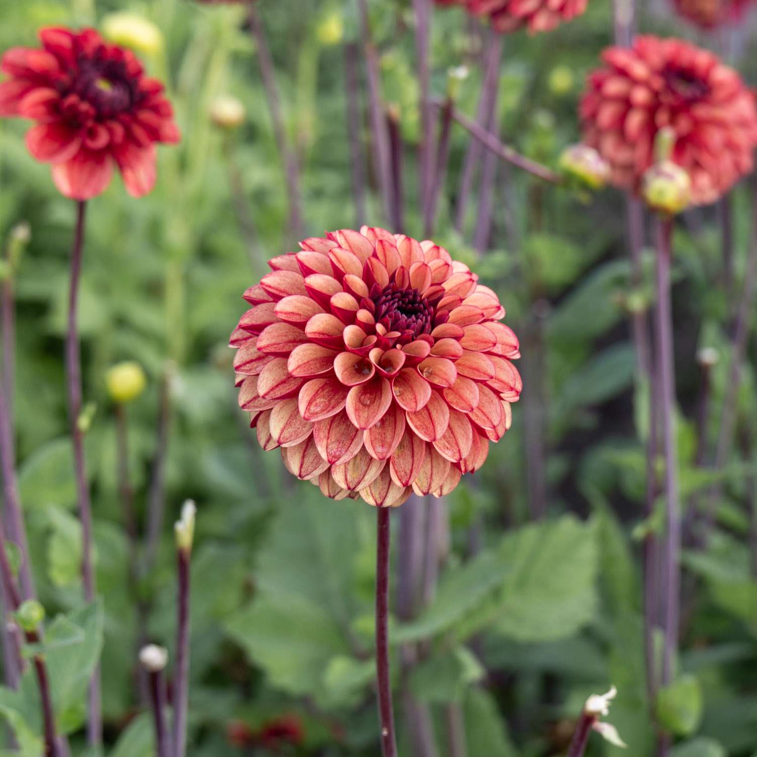 Dahlia 'High Fidelity'